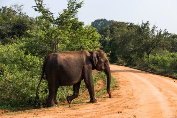 ayubotravels.com